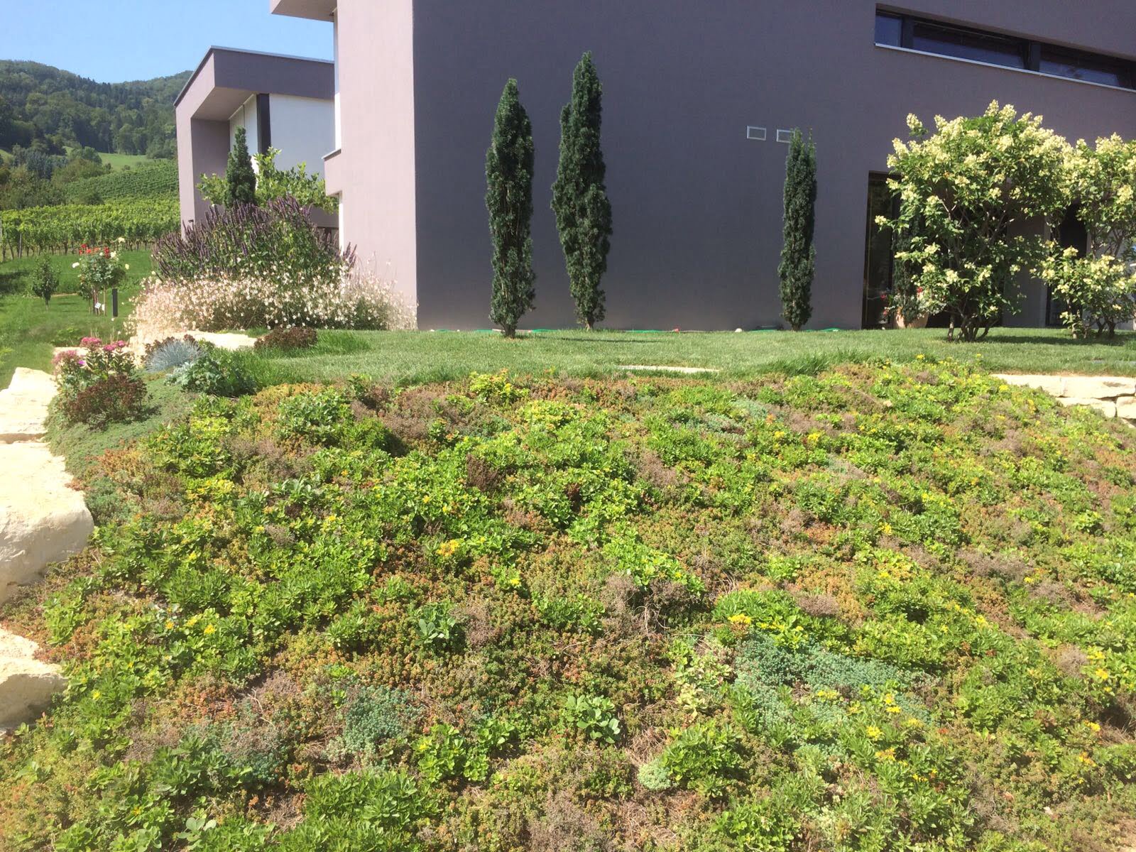 Gärtner Zulauf Gartenbau Landschaftsgärtner Bodendecker Schinznach Dorf Aargau
