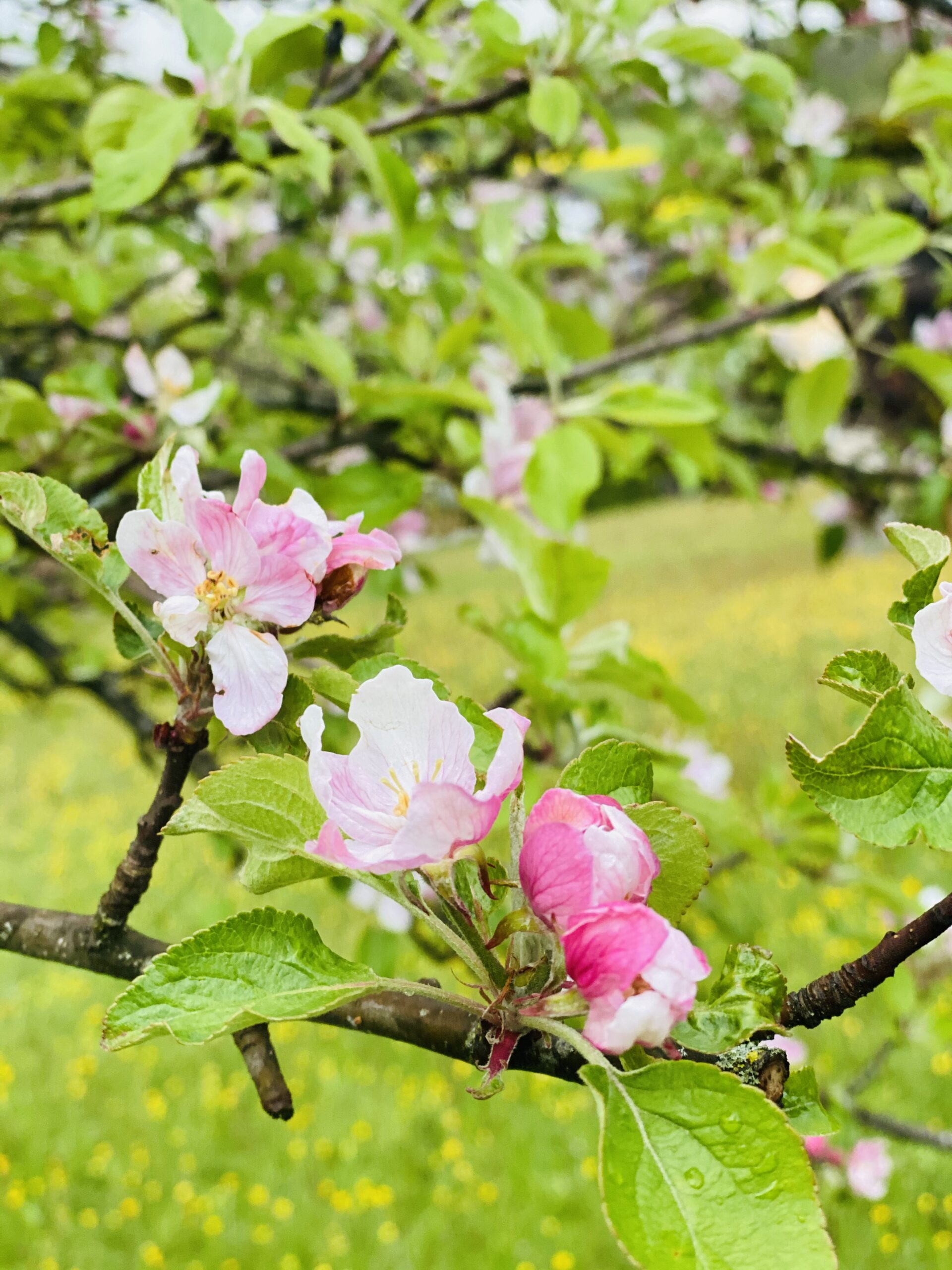 Gärtner Zulauf Gartenbau Landschaftsgärtner Obstbäume Schinznach Dorf Aargau