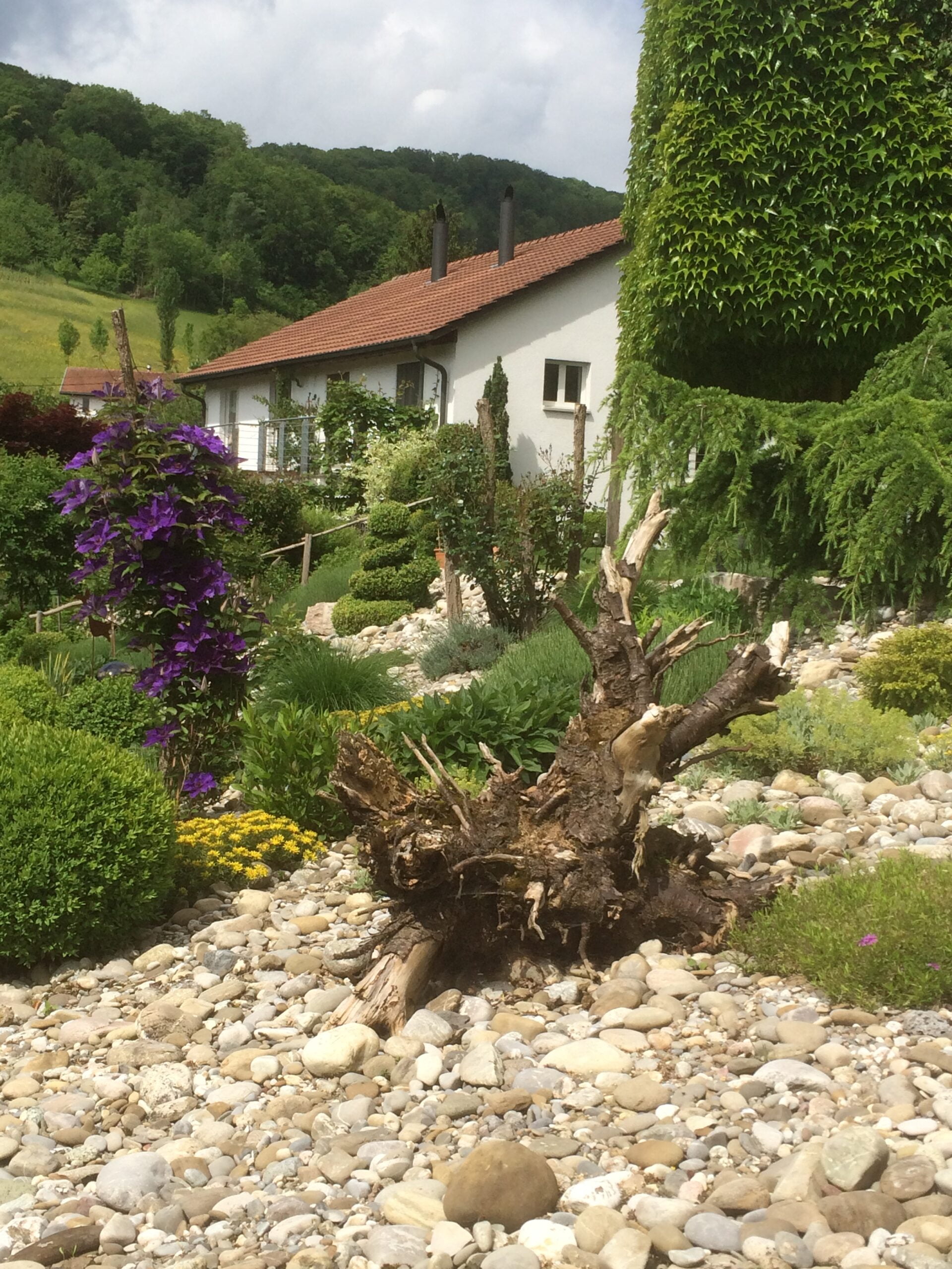Gärtner Zulauf Gartenbau Vorgärtengestaltung Landschaftsgärtner Schinznach Dorf Aargau