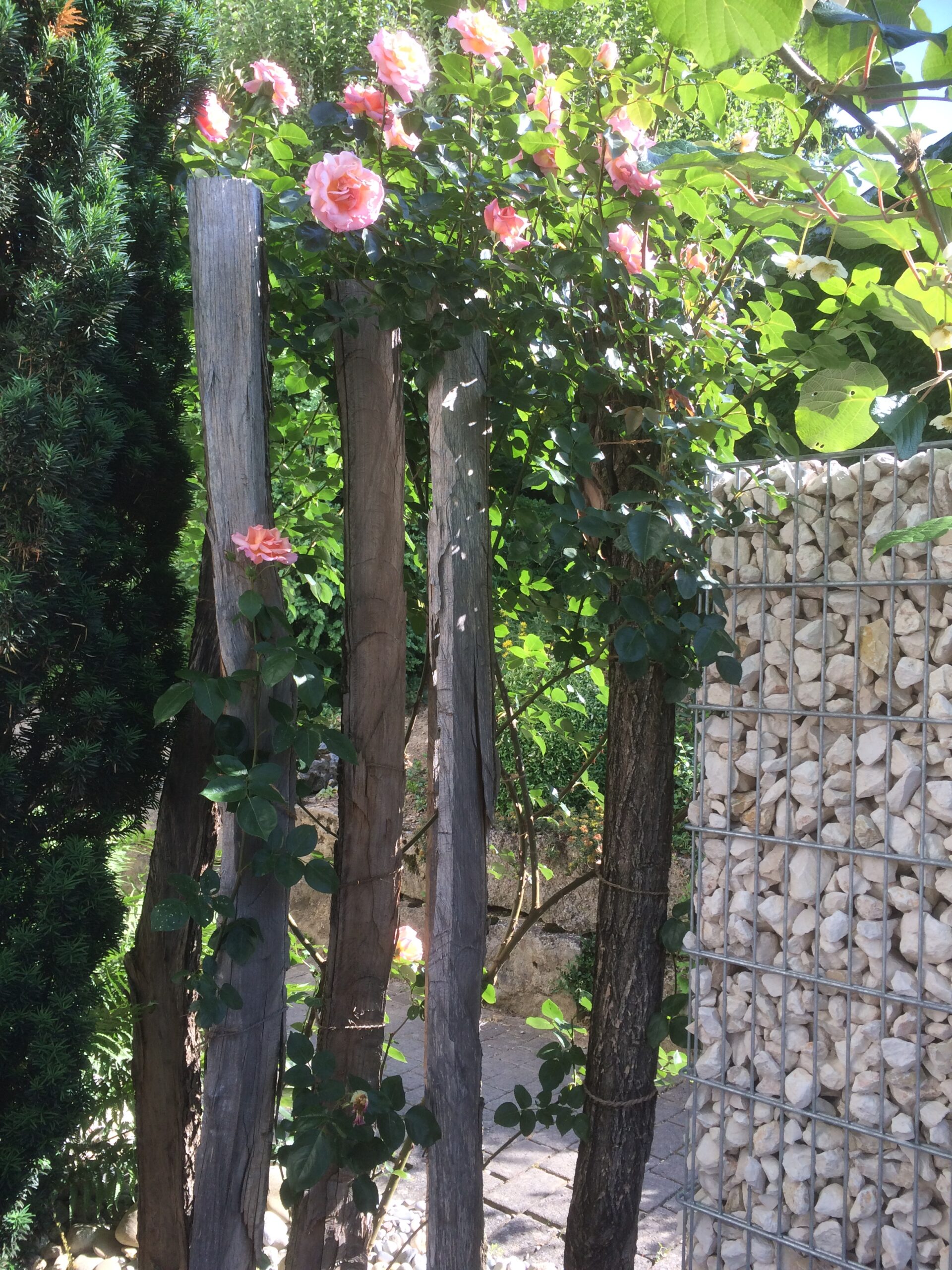 Gärtner Zulauf Gartenbau Landschaftsgärtner Sichtschutz Schinznach Dorf Aargau